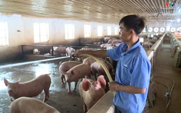 Tăng cường các biện pháp quản lý tái đàn đối với lợn