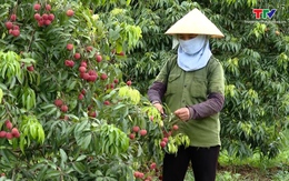 Thu hoạch lứa vải thiều không hạt đầu tiên được trồng ở Thanh Hóa