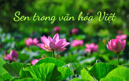 Sen trong văn hóa Việt