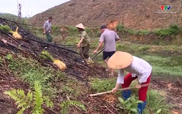 6 tháng đầu năm 2023, Thanh Hoá đạt gần 50% kế hoạch trồng rừng