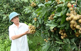 Nông dân huyện Ngọc Lặc thu hoạch vụ nhãn sớm
