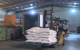 Giá gạo xuất khẩu của Việt Nam liên tục ở mức cao