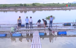 Nông dân xã Lĩnh Toại - Hà Trung nuôi cá lồng hiệu quả cao