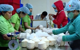 Phát triển bền vững ngành dừa Việt Nam