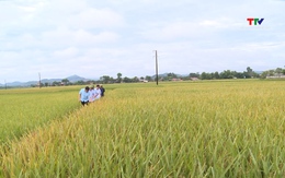 Phát triển liên kết sản xuất lúa nếp