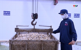 Ứng dụng khoa học công nghệ trong chế biến ngao xuất khẩu