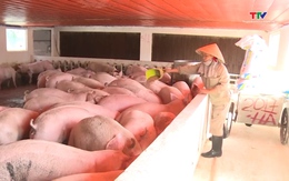 Giá lợn hơi gần cán mốc 70.000 đồng 1 kg