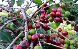Từ đầu năm 2023 đến nay: Xuất khẩu cà phê của Việt Nam đạt 2,8 tỷ USD