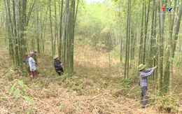 Thanh Hóa có 4670 hộ dân tham gia phát triển rừng bền vững