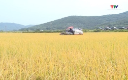 Thanh Hóa tích tụ được hơn 46.300 ha đất sản xuất nông nghiệp