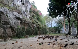 Kim Sơn - nơi còn hàng trăm con khỉ lông vàng trú ngụ