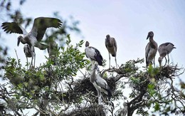 Bảo tồn các loài chim hoang dã, di cư trên địa bàn tỉnh