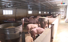 Thanh Hóa có 56 trang trại chăn nuôi lợn được chứng nhận an toàn dịch bệnh