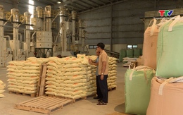 Các doanh nghiệp sản xuất và kinh doanh lúa gạo gặp khó khăn khi giá gạo tăng cao