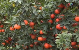 Huyện Như Xuân có hơn 1.374 ha cây ăn quả