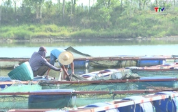 Huyện Triệu Sơn tập trung phát triển nuôi trồng thủy sản
