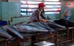 Xuất khẩu cá ngừ sang Hàn Quốc đạt hơn 7 triệu USD