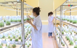 Ứng dụng công nghệ trong nuôi cấy giống cây lâm nghiệp