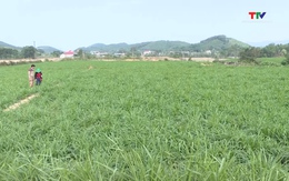 Thanh Hóa phát triển được 17.000 ha cây thức ăn chăn nuôi