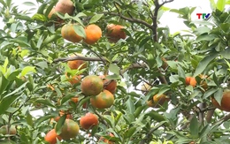 Xã Xuân Hòa, huyện Như Xuân xây dựng thương hiệu cây ăn quả