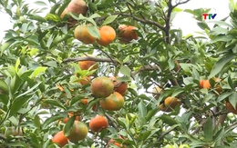 Xã Xuân Hòa xây dựng thương hiệu cây ăn quả