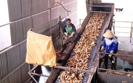 Các doanh nghiệp sản xuất tinh bột sắn hướng tới xuất khẩu