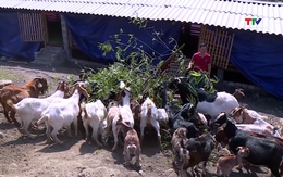 Phát triển chăn nuôi – hướng giảm nghèo ở huyện Quan Hóa