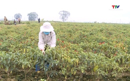Thanh Hóa thu hoạch trên 80 % diện tích cây trồng vụ đông