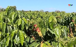 Giá cà phê tăng mạnh: Nhiều nông dân “gim” hàng chờ giá tốt 