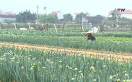 Nông dân huyện Hoằng Hóa cung ứng rau quả phục vụ Tết