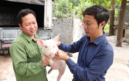 Chăn nuôi lợn theo tiêu chuẩn VietGAP, đảm bảo an toàn dịch bệnh