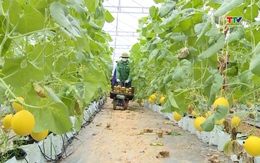 Thanh Hóa mở rộng diện tích nông nghiệp công nghệ cao