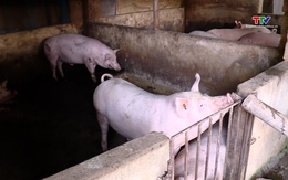 Người dân Triệu Sơn sẽ sớm được hỗ trợ lại lợn giống sinh sản