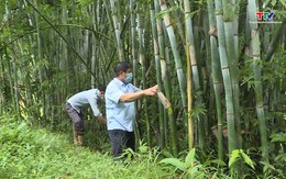 Quan Sơn có 6.140 ha rừng luồng, vầu đã được cấp chứng chỉ quản lý rừng bền vững