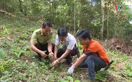 Miền núi Thanh Hóa bảo tồn và phát triển dược liệu đặc hữu từ rừng