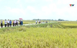 Thanh Hóa có 227.400 ha cây trồng thâm canh