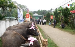 Trao trâu giống cho hộ nghèo, hộ cận nghèo có hoàn cảnh khó khăn tại huyện Thường Xuân