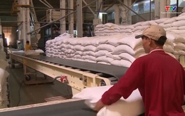 Xuất khẩu gạo năm 2024 được dự báo có  nhiều triển vọng tích cực