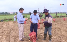 Hiệu quả liên kết sản xuất khoai tây tại Thanh Hóa