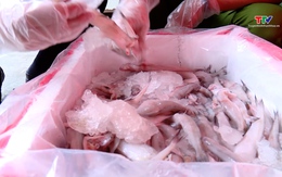 Đội Quản lý thị trường số 10, Cục Quản lý thị trường Thanh Hóa tiêu hủy trên 4.500 kg cá khoai nhiễm Formaldehyte