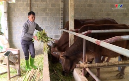 Chăn nuôi gia súc hướng đi trong phát triển kinh tế của người dân miền núi