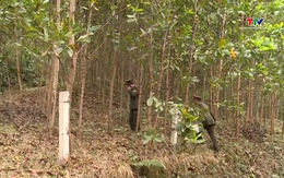 Thanh Hoá nằm trong danh sách 5 tỉnh có diện tích rừng lớn nhất cả nước