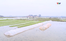 Các đơn vị thủy nông, thủy lợi chủ động đảm bảo nguồn nước tưới phục vụ sản xuất nông nghiệp trên địa bàn thành phố Thanh Hóa