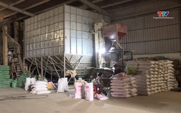 Tiêu thụ gạo trên địa bàn tỉnh Thanh Hóa tăng mạnh