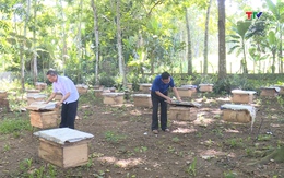 Vĩnh Lộc: Hơn 230 hộ làm nghề nuôi ong mật