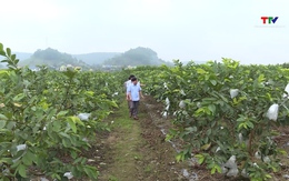 Hiệu quả mô hình chi, tổ hội nghề nghiệp nông dân ở Hà Trung