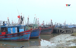 Tỷ lệ hải sản khai thác giám sát qua cảng cá ở Thanh Hoá đạt thấp
