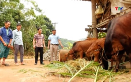 Nông dân Lò Văn Năm xã biên giới Yên Khương làm giàu từ mô hình chăn nuôi, trồng rừng