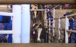 Nhập khẩu hơn 2.000 con bò sữa cao sản thuần chủng từ Mỹ về trang trại bò sữa tại Thanh Hóa