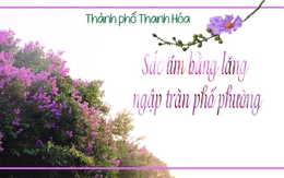 Thành phố Thanh Hoá: Sắc tím bằng lăng ngập tràn phố phường